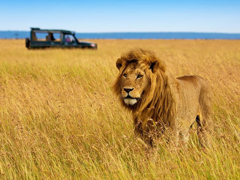 7-Days Masai Mara safari tour and Serengeti Safari tour in Kenya and Tanzania